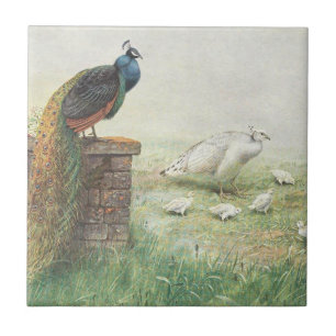 A Blue Peacock and white peahen with chicks Ceramic Tile