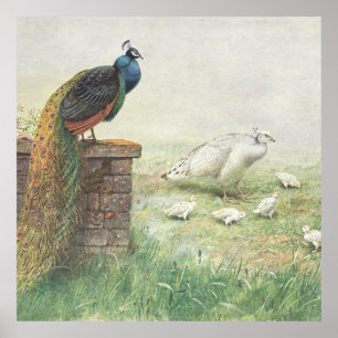 A Blue Peacock and white peahen with chicks Poster