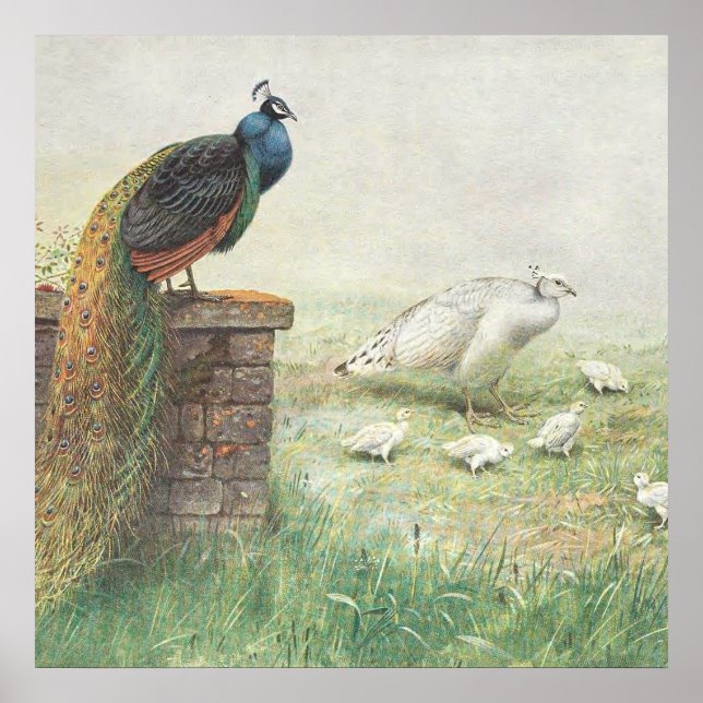 A Blue Peacock and white peahen with chicks Poster (Front)