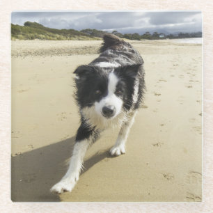 A Border Collie Dog Running On The Beach Glass Coaster