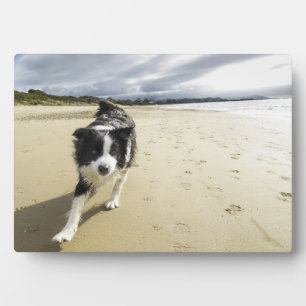 A Border Collie Dog Running On The Beach Plaque