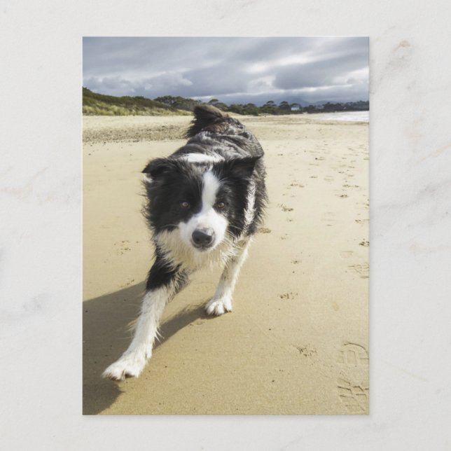 A Border Collie Dog Running On The Beach Postcard (Front)