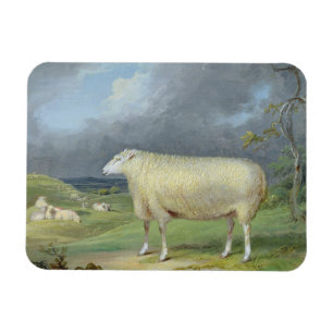 A Border Leicester Ewe (oil on canvas) Magnet