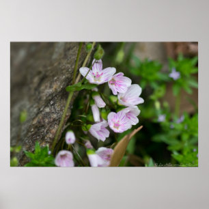 A Bouquet of Carolina Spring Beauty Poster