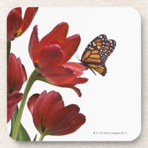 a bouquet of red tulips is visited by a monarch coaster