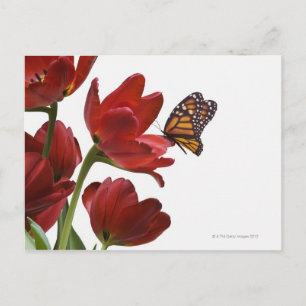 a bouquet of red tulips is visited by a monarch postcard