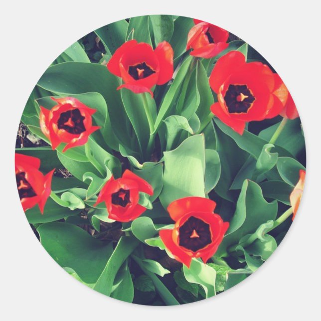 A Bouquet of Tulips in the garden Classic Round Sticker (Front)