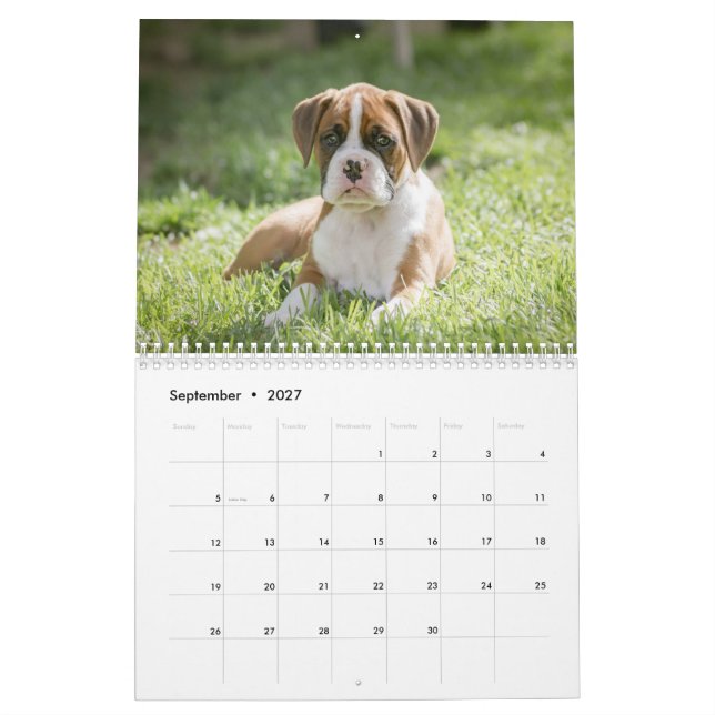 A Boxer Dog's Life - Cute Boxer Puppies Calendar (Sep 2027)