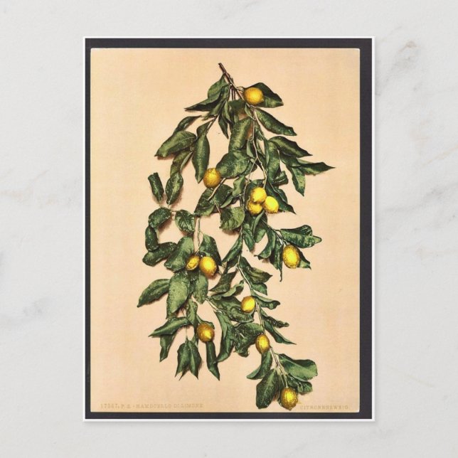 A branch of lemons, Limone, Garda, Lake of, Italy Postcard (Front)