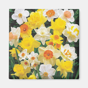A Breath of Spring Daffodils Refrigerator Magnet