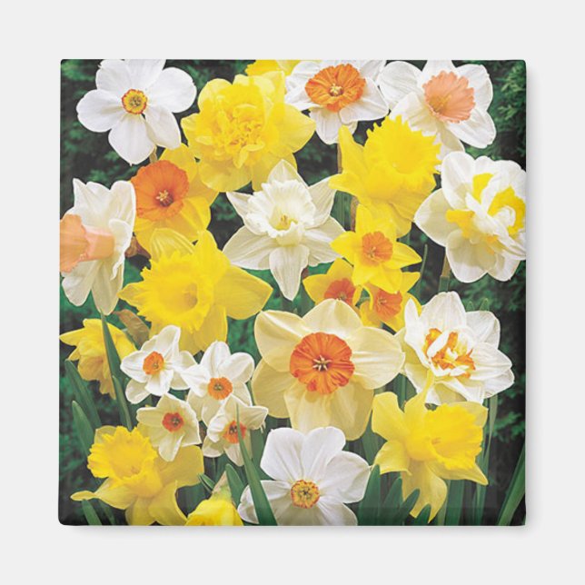 A Breath of Spring Daffodils Refrigerator Magnet (Front)