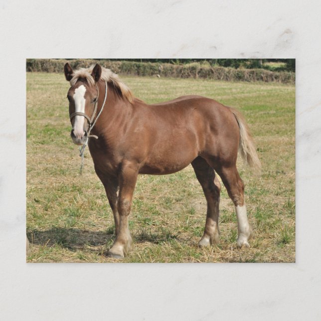 A Breton foal in France Postcard (Front)