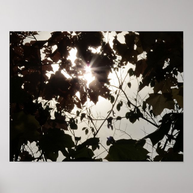 A Bright Spot in a Dark Forest Poster (Front)