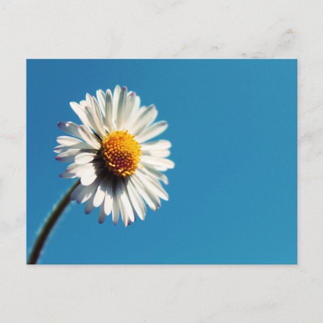 A Bright White Daisy under a Big Blue Sky Postcard (Front)