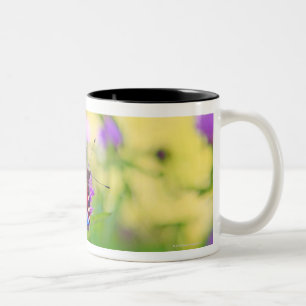 A brightly coloured Peacock butterfly is Two-Tone Coffee Mug