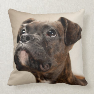 A Brindle Boxer puppy looking up curiously. Cushion