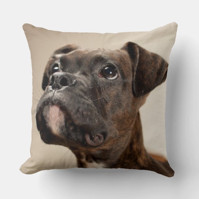A Brindle Boxer puppy looking up curiously. Cushion (Front)