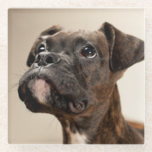 A Brindle Boxer puppy looking up curiously. Glass Coaster