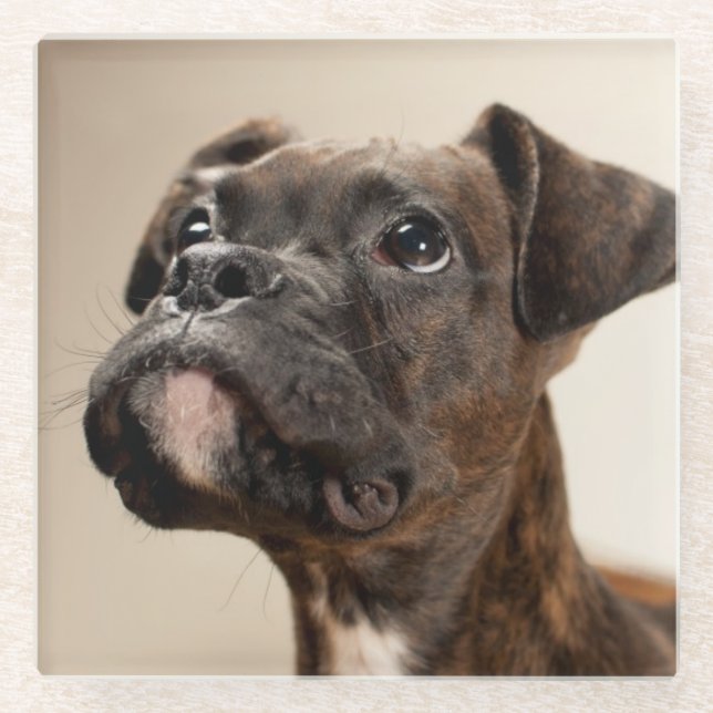 A Brindle Boxer puppy looking up curiously. Glass Coaster (Front)