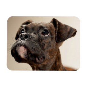 A Brindle Boxer puppy looking up curiously. Magnet
