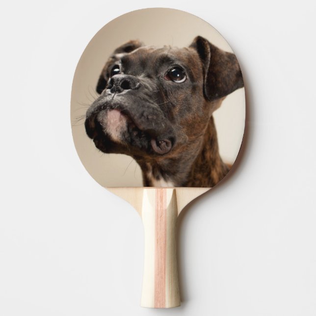 A Brindle Boxer puppy looking up curiously. Ping Pong Paddle (Front)