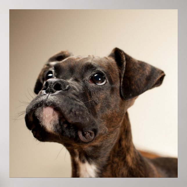 A Brindle Boxer puppy looking up curiously. Poster (Front)
