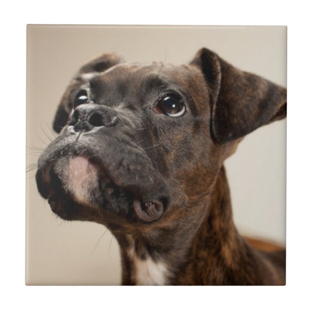 A Brindle Boxer puppy looking up curiously. Tile (Front)