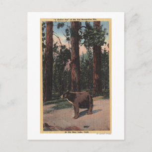A Brown Bear in the Woods Postcard