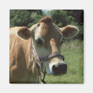 A Brown Jersey Cow In Summer Meadow Fridge Magnet