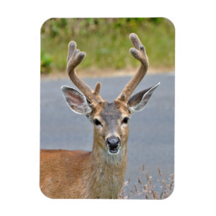 A Buck Mule Deer Magnet