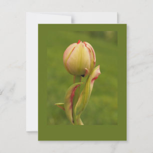 A budding tulip postcard