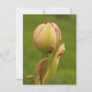 A budding tulip postcard