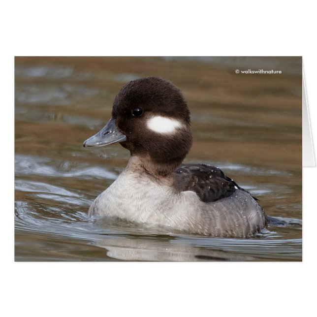 A Bufflehead Duck Swims By (Front Horizontal)