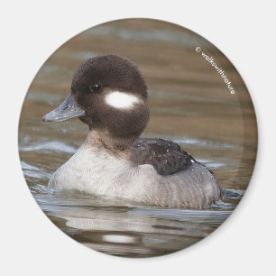 A Bufflehead Duck Swims By Magnet