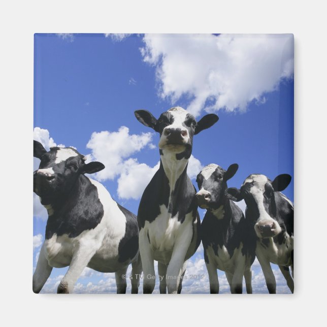 A bugs eye view of four young calves magnet (Front)