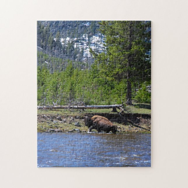 A bull buffalo crosses a river in Yellowstone Jigsaw Puzzle (Vertical)