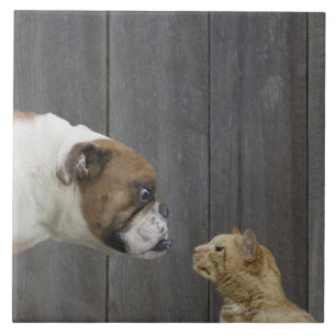 A Bulldog and a cat are face-to-face in a stand Ceramic Tile