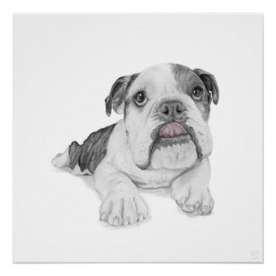 A Bulldog Puppy Drawing Poster