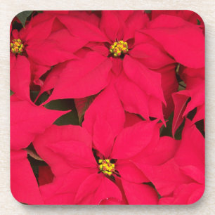A bunch of Brightly Coloured Christmas Poinsettias Coaster