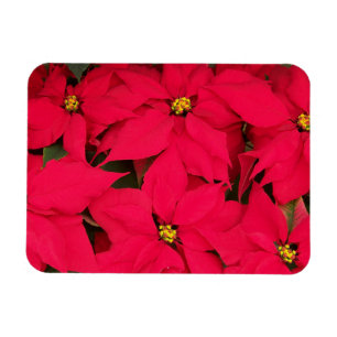 A bunch of Brightly Coloured Christmas Poinsettias Magnet