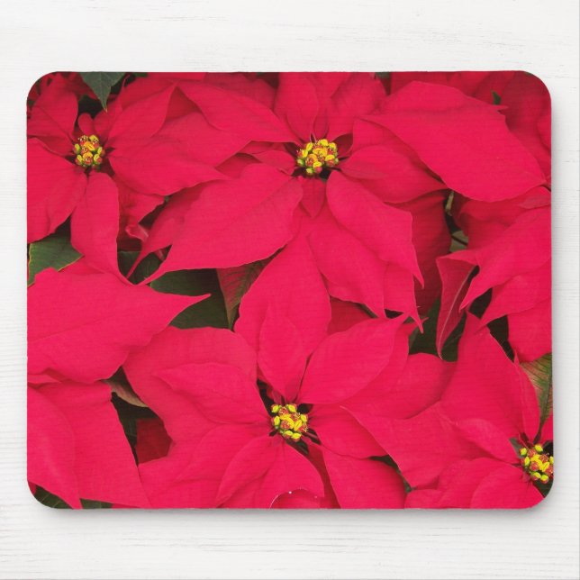 A bunch of Brightly Coloured Christmas Poinsettias Mouse Pad (Front)
