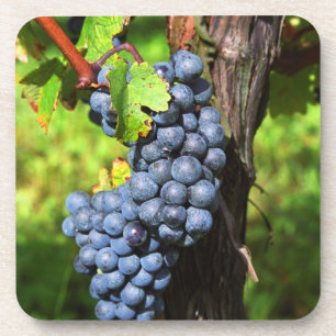 A bunch of grapes ripe merlot on a vine with coaster