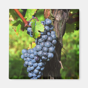 A bunch of grapes ripe merlot on a vine with magnet