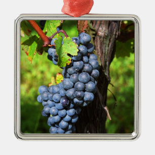 A bunch of grapes ripe merlot on a vine with metal ornament