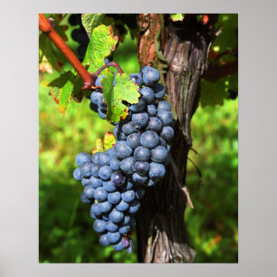 A bunch of grapes ripe merlot on a vine with poster