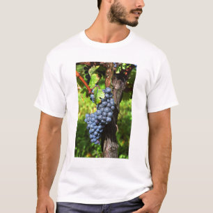A bunch of grapes ripe merlot on a vine with T-Shirt
