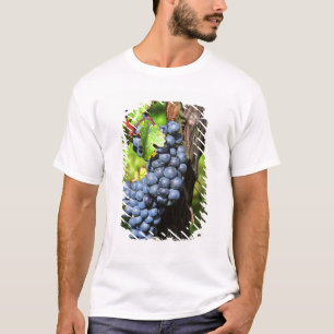 A bunch of grapes ripe merlot on a vine with T-Shirt
