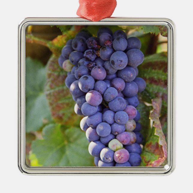 A bunch of Pinot Noir grapes in a Chambertin Metal Ornament (Front)