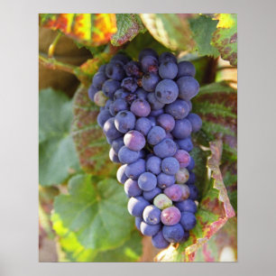 A bunch of Pinot Noir grapes in a Chambertin Poster