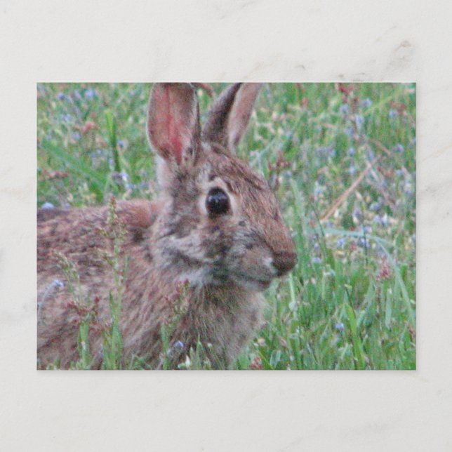 A Bunny Rabbit In Wildflowers Meadow Scene Postcard (Front)